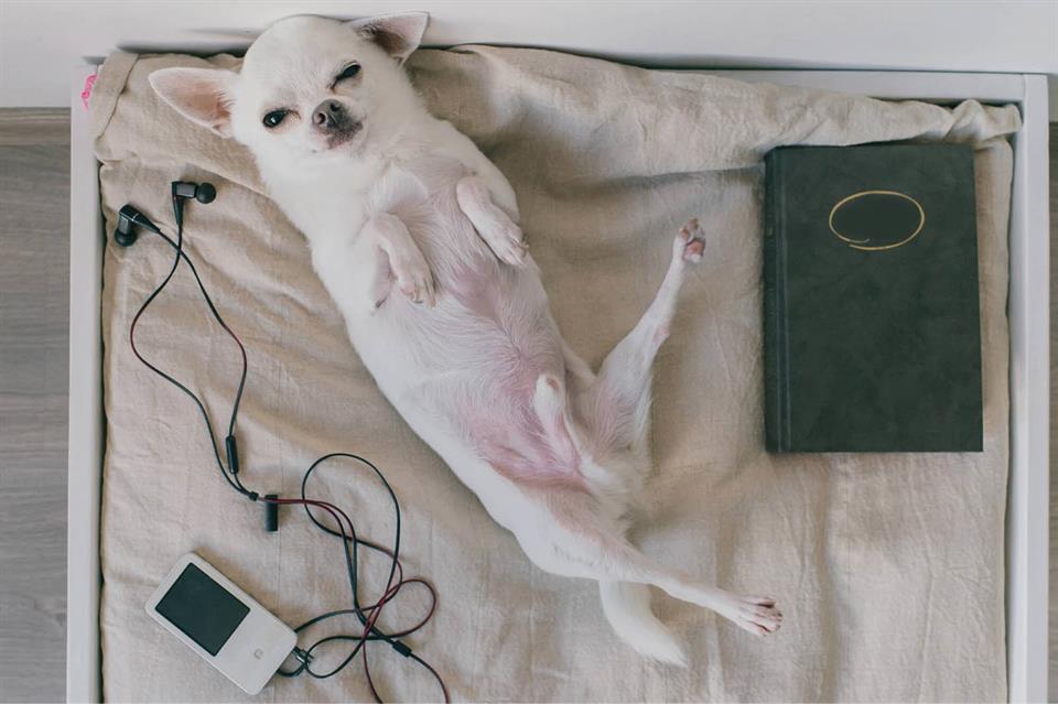 Dogs sleeping on their back